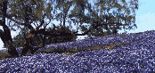 Texas Bluebonnets at Mt. Zion Cemetary - Photo (c) 1994 Kerry Lancaster