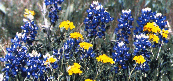 Texas Bluebonnets - Photo (c) 1994 Kerry Lancaster